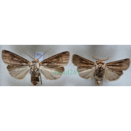 Agrotis clavis (Hufnagel, 1766) pair Rolnica Czech95j